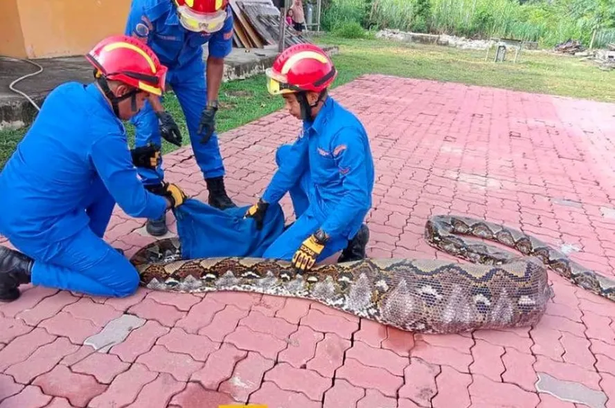 Píton de 7 metros que aterrorizava vilarejo é capturada com cabra no  estômago » Mt Urgente News