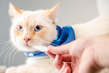 Veterinária dá 5 dicas para evitar doenças gastrointestinais em pets