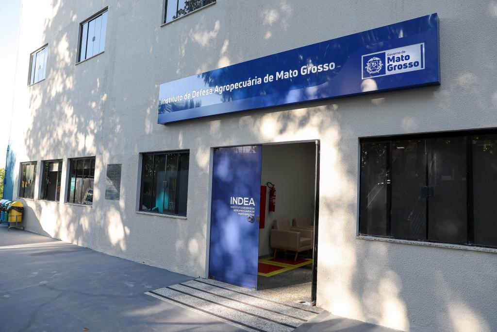 Alívio no Campo: Mato Grosso Sem Casos de Gripe Aviária, Aponta Análise