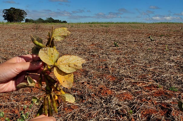 Vazio sanitário da soja começa hoje (8) em Mato Grosso: Entenda a medida e sua importância