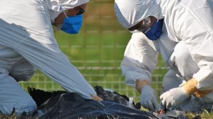 MT registra duas suspeitas de gripe aviária em humanos; nove pessoas são monitoradas em Campinápolis