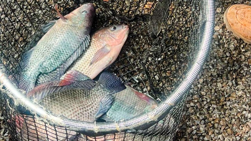 Projeto de Aquaponia pode fortalecer cadeia produtiva de pescado