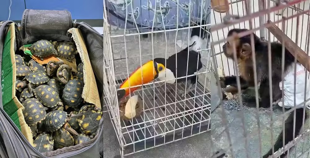 Polícia Civil do RJ deflagra maior operação contra tráfico de animais silvestres no Brasil