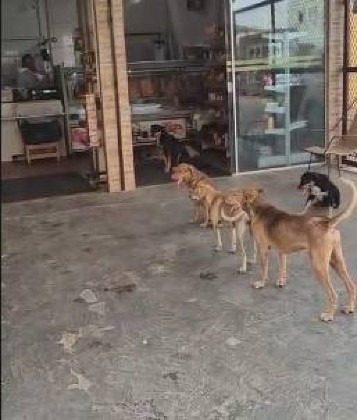 Fila de doguinhos em açougue do CPA 3 encanta moradores em Cuiabá; VEJA VÍDEO