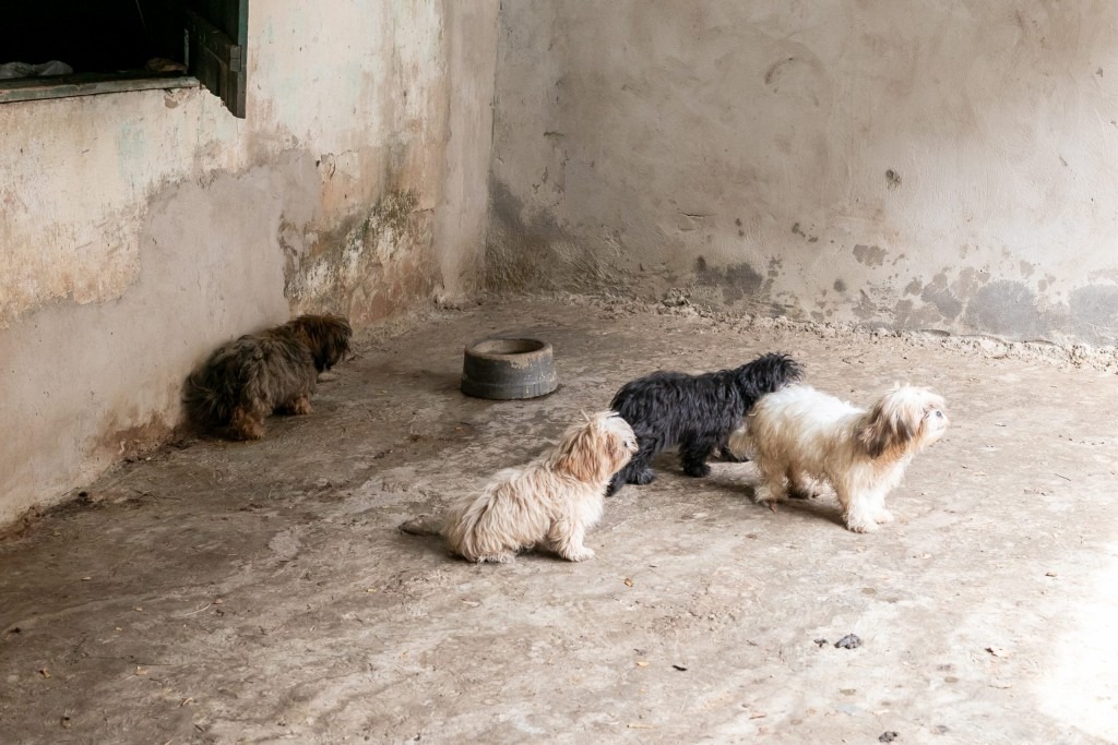 Animais resgatados em canil clandestino recebem cuidados de saúde e alimentação da Prefeitura de Cuiabá