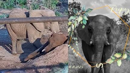 Elefanta resgatada na Argentina morre em santuário em Chapada dos Guimarães