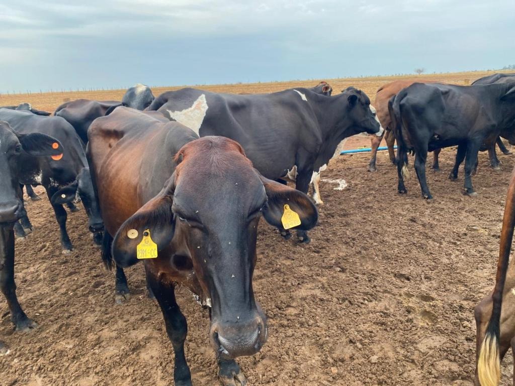 Seaf abre pregão para aquisição de novilhas destinadas à agricultura familiar