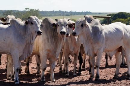 Com tarifas menores nos EUA, Famato prevê ampliação das exportações de carne bovina de Mato Grosso