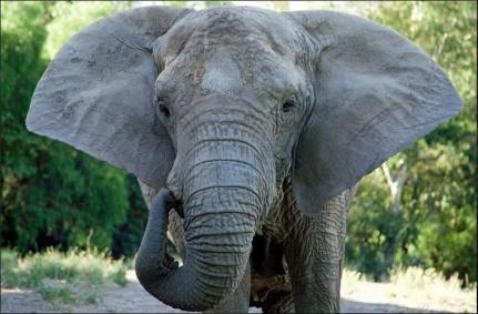 Elefanta Kenya morre no Santuário de Elefantes Brasil, em Chapada dos Guimarães