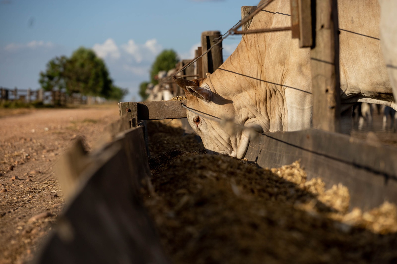 Mato Grosso amplia abate de bovinos em 43% desde 2006
