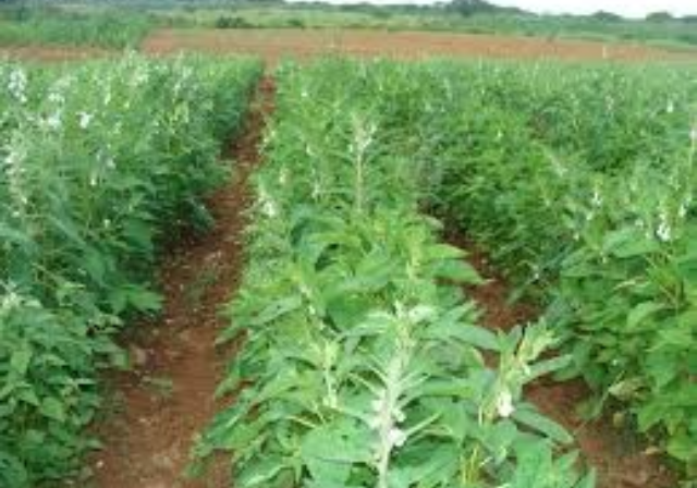 Gergelim impulsiona nova fronteira agrícola e ganha força como segunda safra em Mato Grosso