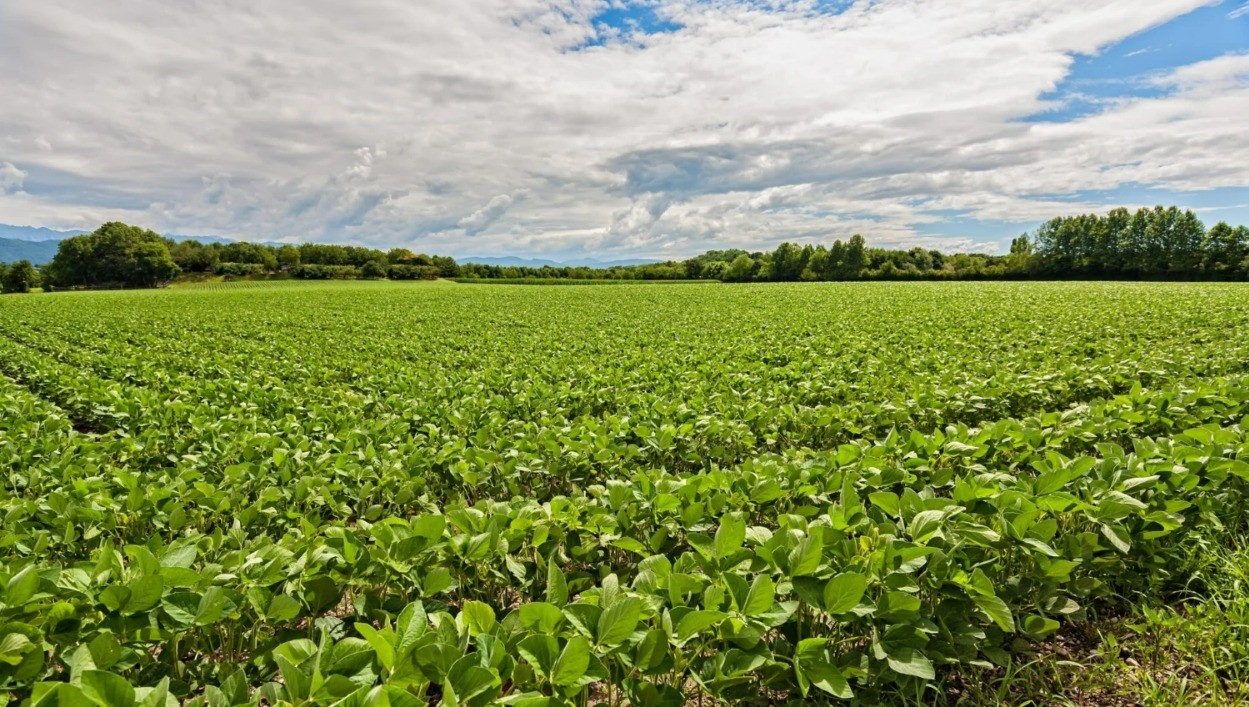 Justiça defere recuperação judicial de grupo rural com dívida milionária em Mato Grosso