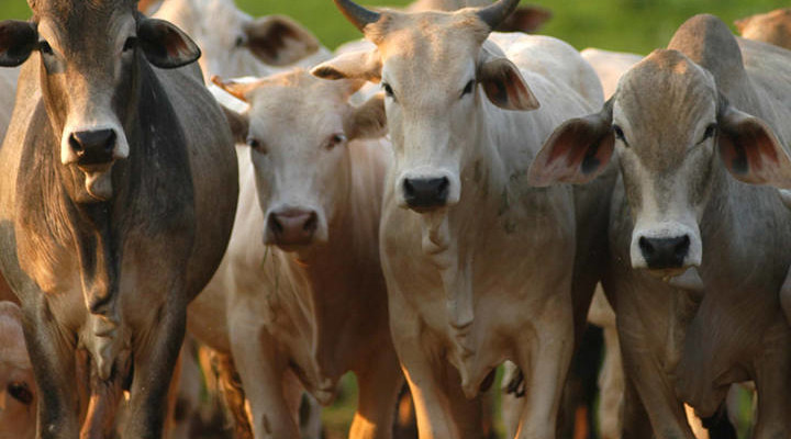 Europa paga até 40% mais pela carne bovina de Mato Grosso, enquanto China lidera compras em volume
