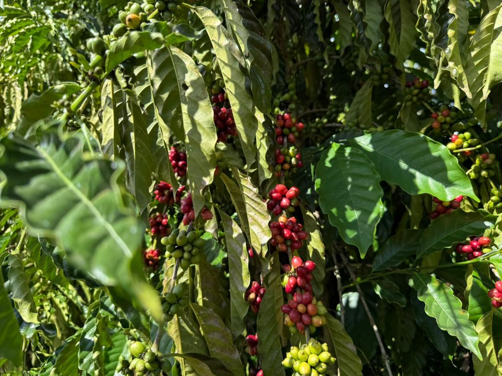 Expedição Rota do Café leva pesquisas e orientações técnicas a produtores de MT
