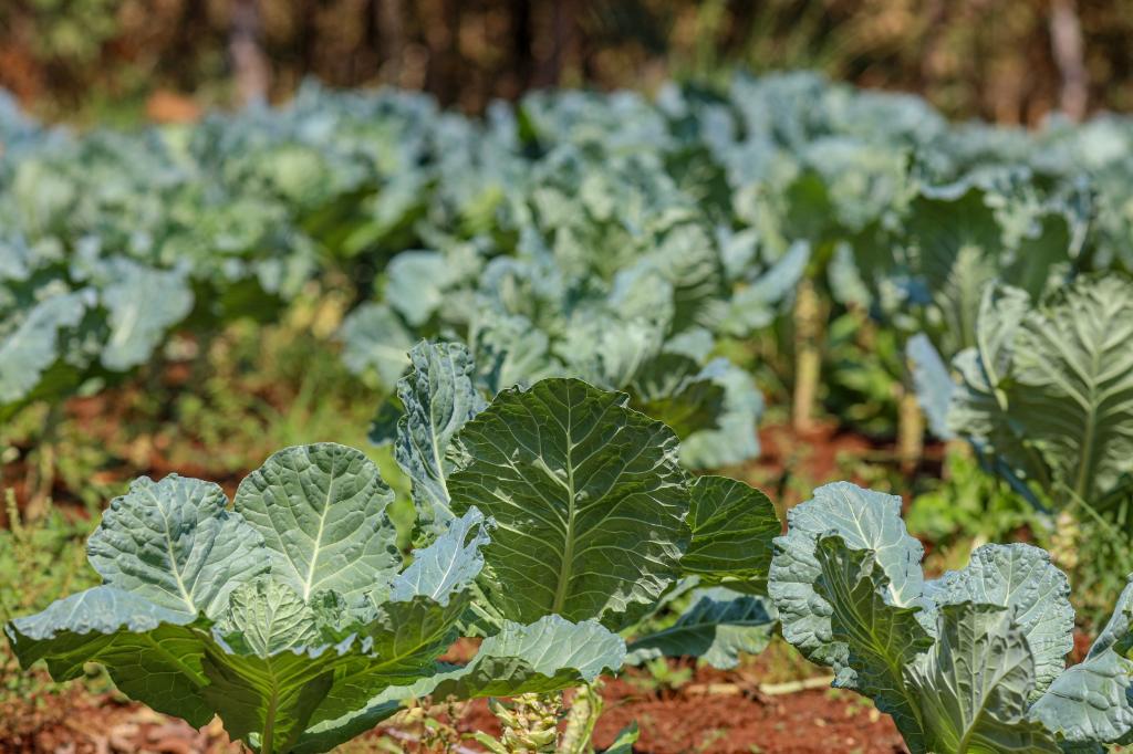 Projeto escolar em MT integra tecnologia, sustentabilidade e alimentação saudável