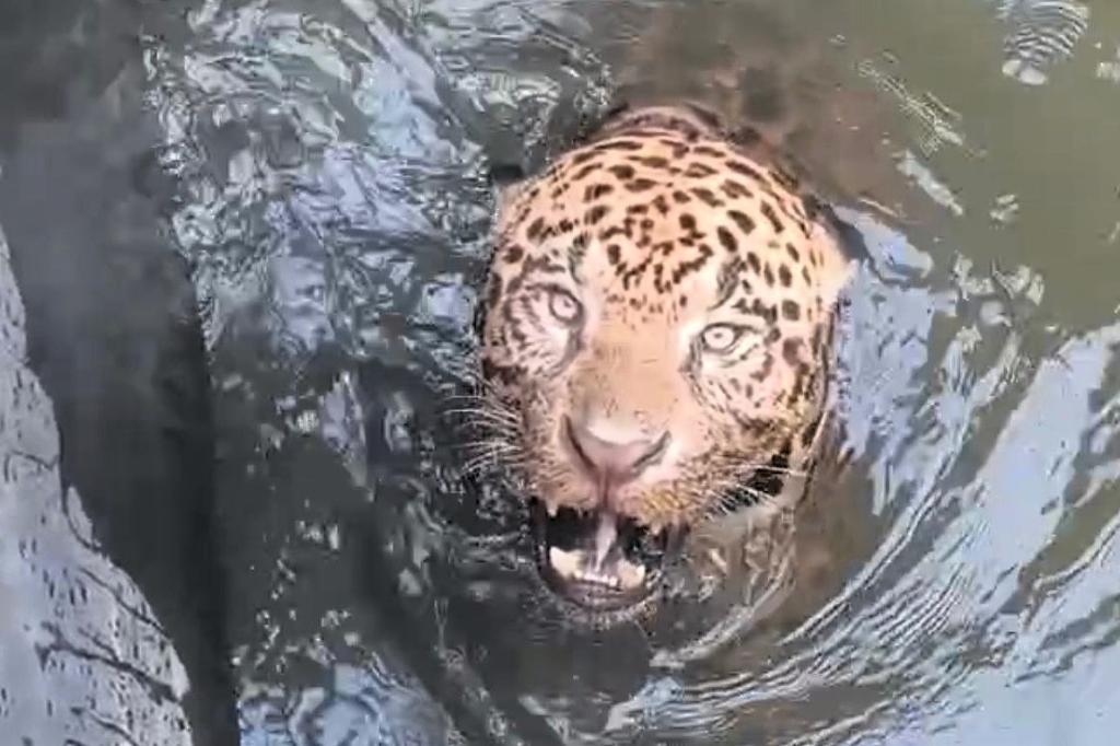 Onça-pintada é resgatada após horas presa em canal e mobiliza força-tarefa em Mato Grosso