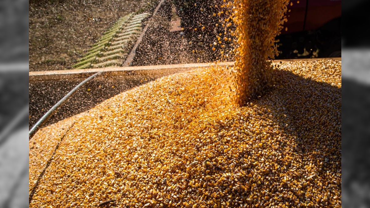 Mato Grosso eleva projeção agrícola para 114 milhões de toneladas e mantém liderança nacional