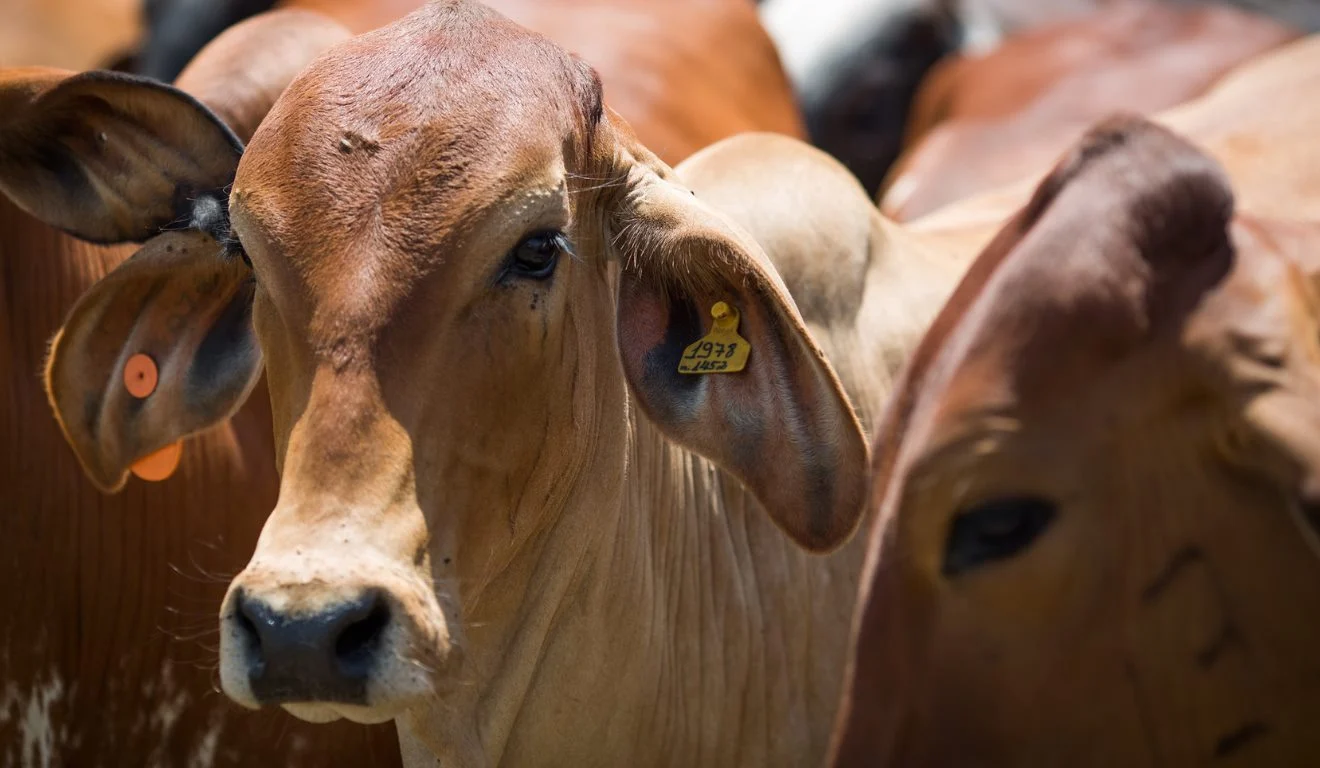 Carne de Mato Grosso amplia presença no exterior e movimenta US$ 2,4 bilhões no semestre