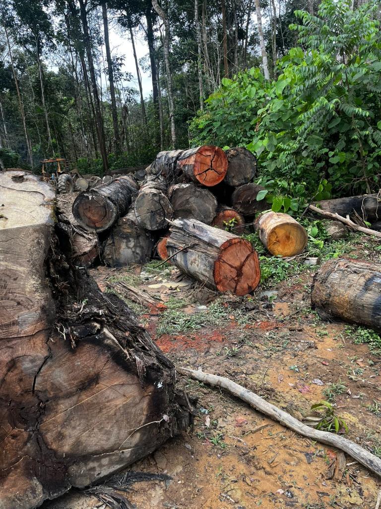 desmatamento - madeira