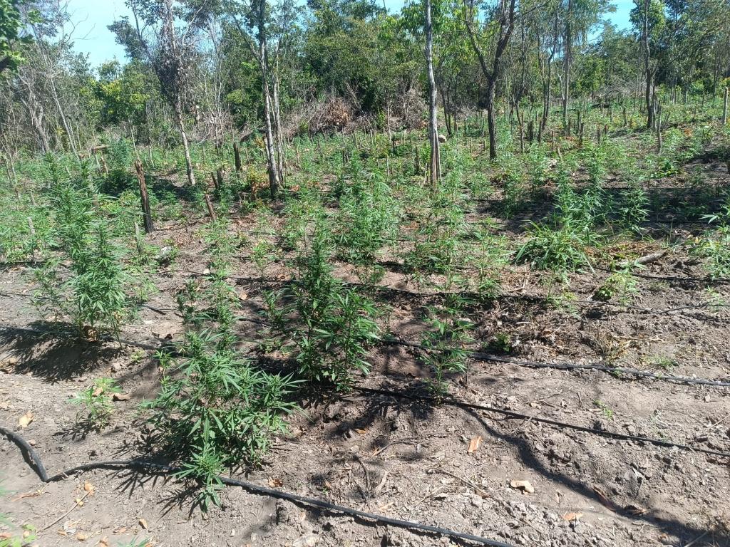 Plantação Maconha - em Luciara