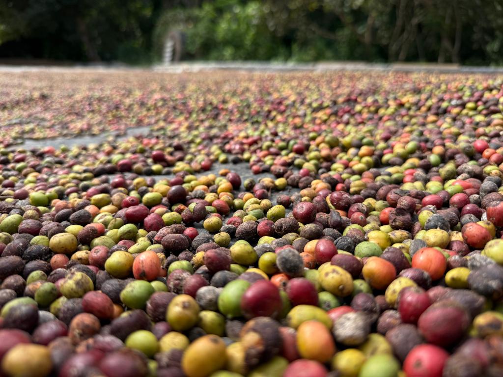 Colniza lança 1º Concurso de Qualidade do Café de Mato Grosso neste sábado (20)