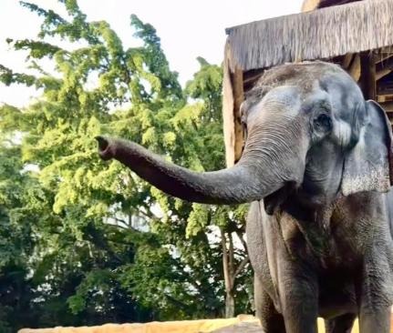 Após quase 2 mil quilômetros de viagem, elefanta Baby chega ao Santuário de Elefantes em Chapada dos Guimarães