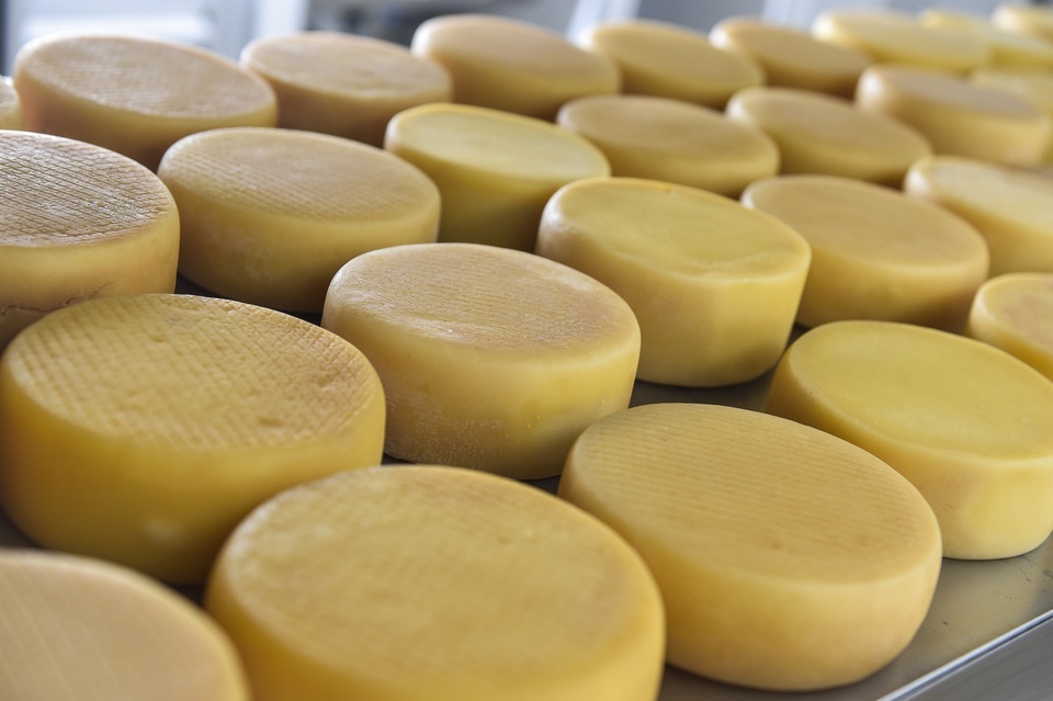 Festival do Queijo reúne produtores, concursos e gastronomia para fortalecer a cadeia do leite em Mato Grosso