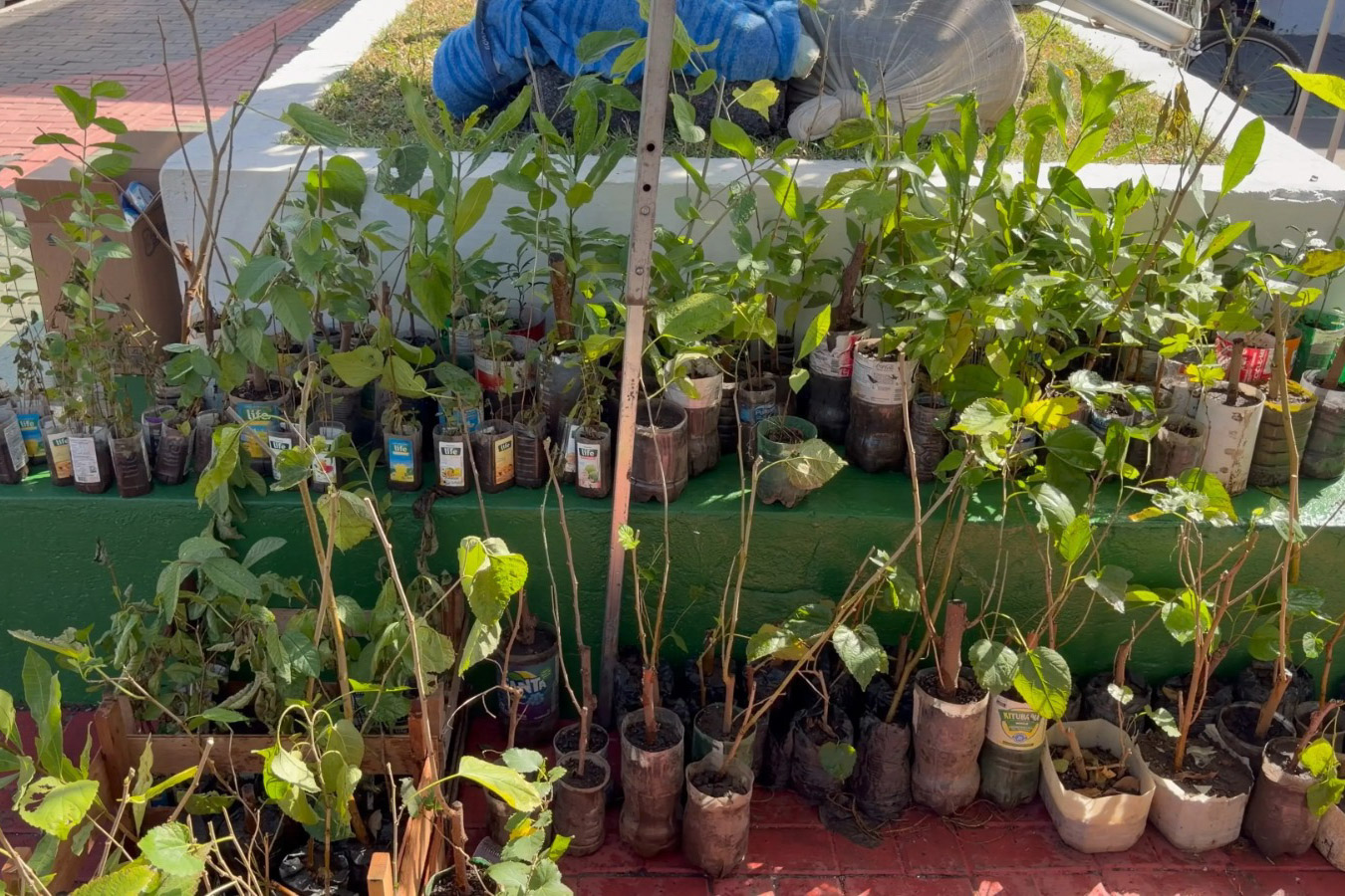 Várzea Grande amplia arborização com distribuição gratuita de mudas para moradores