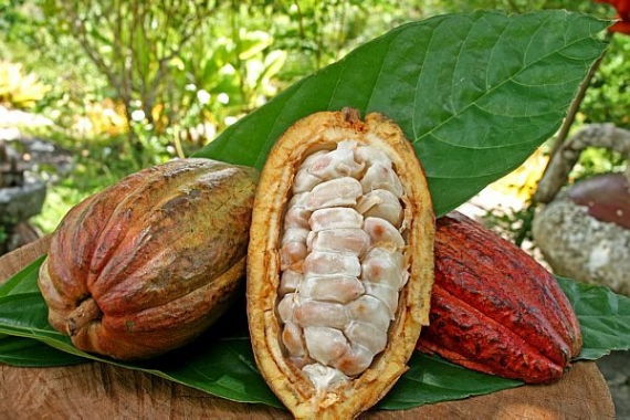 Chocolate de Mato Grosso ganha força e impulsiona nova fronteira do cacau no Brasil  Linha fina: