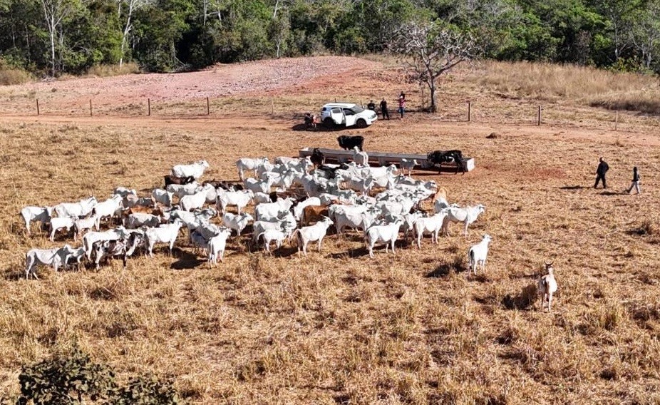 Polícia Civil apreende 120 cabeças de gado e identifica animais furtados em propriedade de Dom Aquino