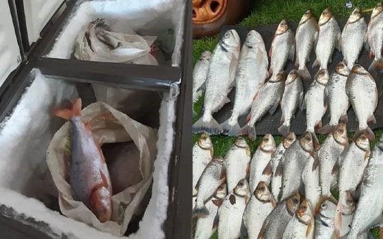 Fiscalização apreende 1,17 tonelada de pescado e prende dois homens em Mato Grosso