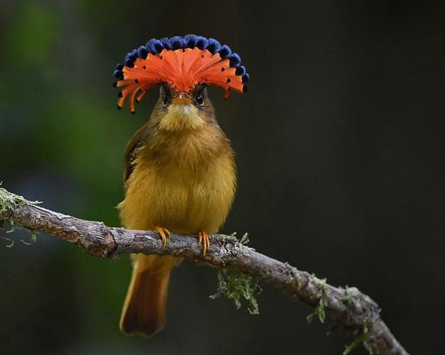 Ave rara ameaçada de extinção impressiona com crista colorida que se abre como um leque; veja fotos