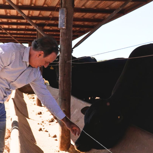 Mato Grosso é o primeiro contemplado com nova linha de crédito para pecuária sustentável
