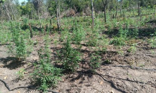 Plantação Maconha - em Luciara