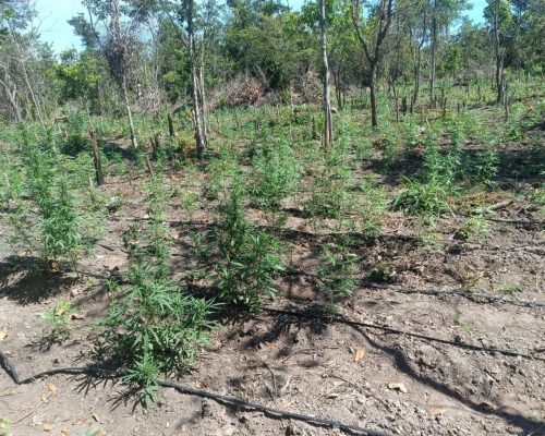 Plantação Maconha - em Luciara