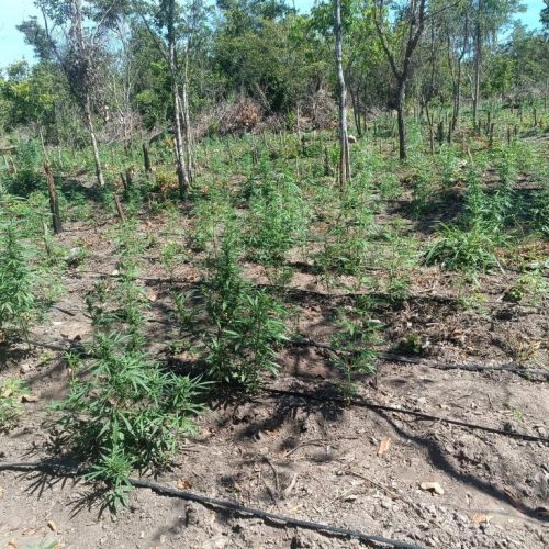 Plantação Maconha - em Luciara