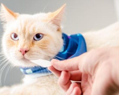 Veterinária dá 5 dicas para evitar doenças gastrointestinais em pets