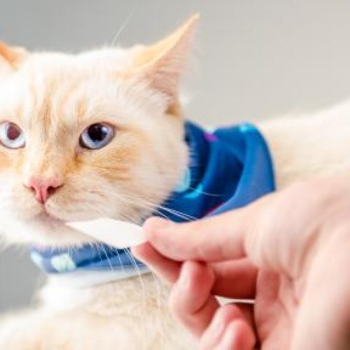 Veterinária dá 5 dicas para evitar doenças gastrointestinais em pets