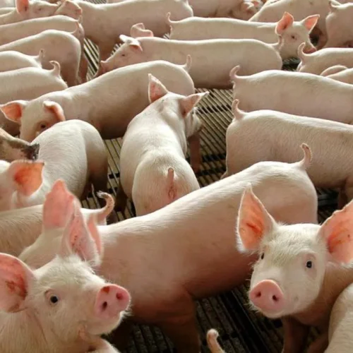 Exportações de carne suína do Brasil batem recorde no primeiro semestre e faturam US$ 1,8 bilhão