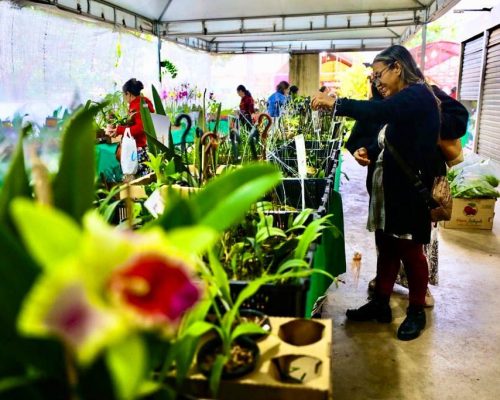 Cuiabá floresce: Festival reúne 60 expositores e projeta mais de R$ 1 milhão em negócios