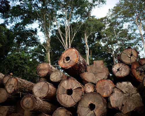 Exploração florestal sustentável fica suspensa em MT até 1º de abril para proteger florestas na época de chuvas