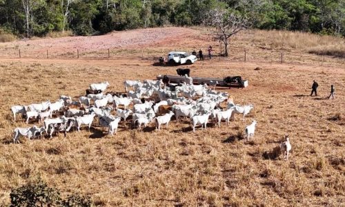 Polícia Civil apreende 120 cabeças de gado e identifica animais furtados em propriedade de Dom Aquino