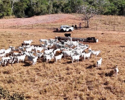 Polícia Civil apreende 120 cabeças de gado e identifica animais furtados em propriedade de Dom Aquino