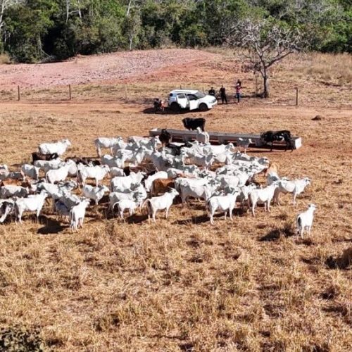 Polícia Civil apreende 120 cabeças de gado e identifica animais furtados em propriedade de Dom Aquino