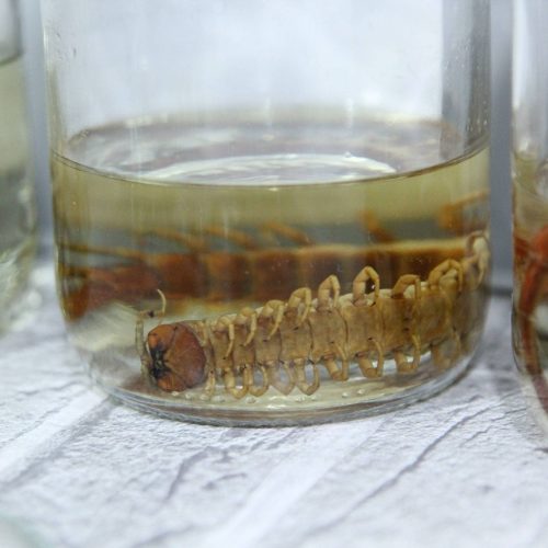 Calor, seca e queimadas aumentam risco de animais peçonhentos nas residências de Várzea Grande