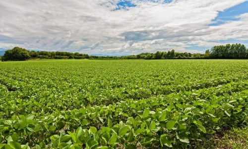 Justiça defere recuperação judicial de grupo rural com dívida milionária em Mato Grosso