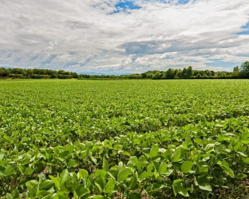 Justiça defere recuperação judicial de grupo rural com dívida milionária em Mato Grosso