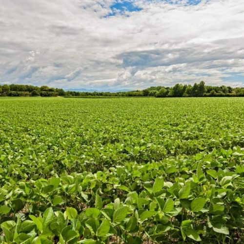Justiça defere recuperação judicial de grupo rural com dívida milionária em Mato Grosso