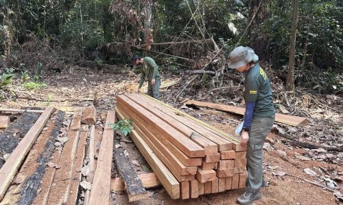 Fiscalização flagra extração ilegal de castanheira e apreende quase 22 m³ de madeira em MT