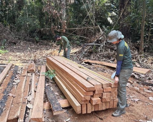 Fiscalização flagra extração ilegal de castanheira e apreende quase 22 m³ de madeira em MT